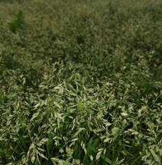 Poa annua
