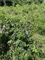 Cryptostegia madagascariensis