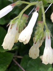 Symphytum grandiflorum