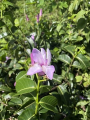 Cryptostegia madagascariensis
