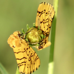Chrysoecia atrolinea