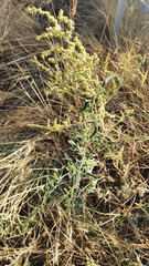 Atriplex aucheri