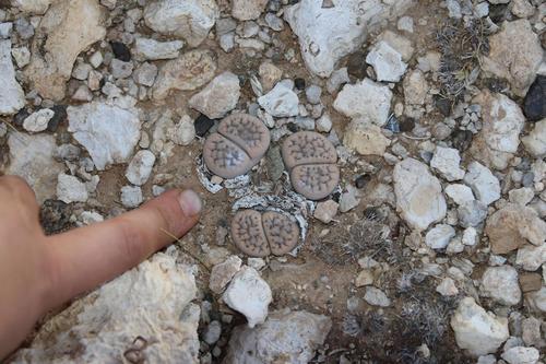 Lithops marthae Loesch & Tischer 2