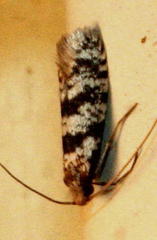 Adelidae