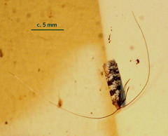 Adelidae