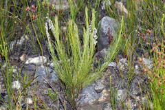 Spatalla mollis