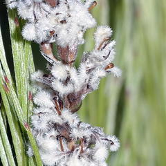 Spatalla mollis