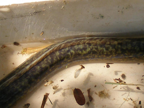 Anguilla marmorata