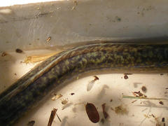Anguilla marmorata