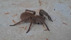 Centroctenus brevipes