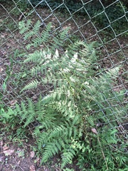 Macrothelypteris