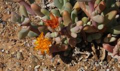Malephora crassa