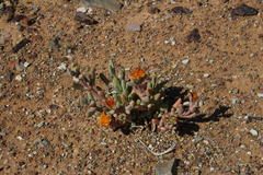 Malephora crassa