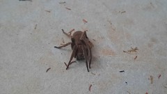 Centroctenus brevipes