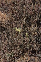 Mesembryanthemum junceum