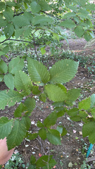 Ulmus