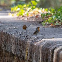 Erithacus rubecula