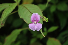 Impatiens lateristachys