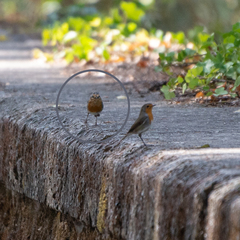 Erithacus rubecula