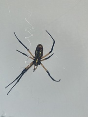 Argiope aurantia