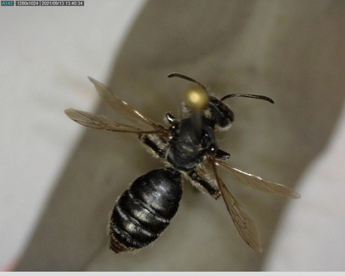 iNaturalist observation photo of Bees