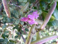 Indigofera nigromontana
