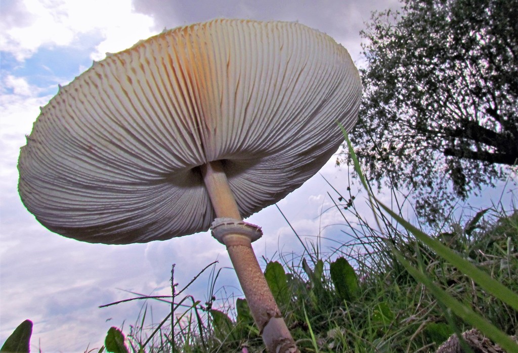 Macrolepiota bonaerensis · April 2012 · photo: © hhulsberg (iNaturalist, cc-by)
