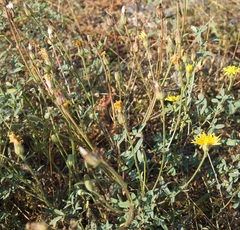 Crepis foetida