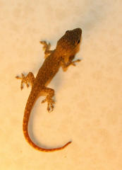 Lygodactylus
