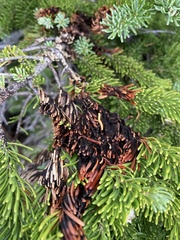 Herpotrichia juniperi