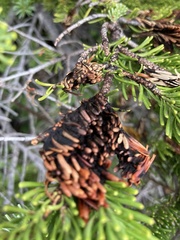 Herpotrichia juniperi