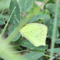 Abaeis mexicana