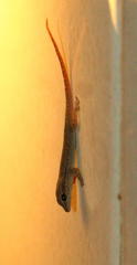 Lygodactylus