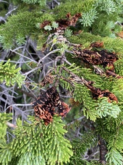 Herpotrichia juniperi