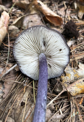 Entoloma violaceum