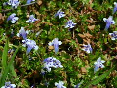 Lindernia microcalyx