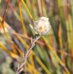 Leucadendron sericeum