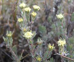 Leucadendron sericeum