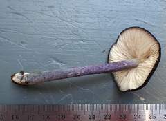 Entoloma violaceum