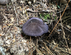 Entoloma violaceum