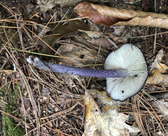 Entoloma violaceum
