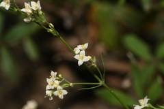 Galium sylvaticum