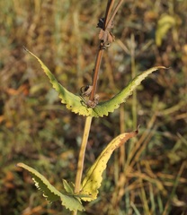 Salvia virgata