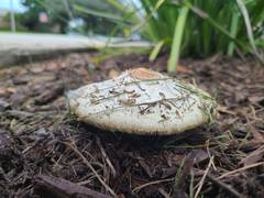 Chlorophyllum molybdites image