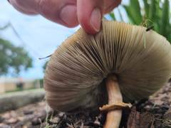 Chlorophyllum molybdites image