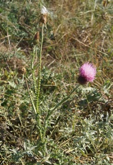 Carduus hamulosus