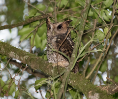 Megascops sanctaecatarinae