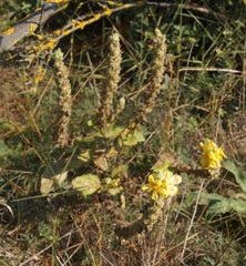 Verbascum ovalifolium