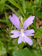 Viola cornuta