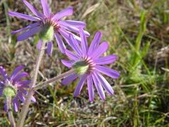 Senecio macrocephalus